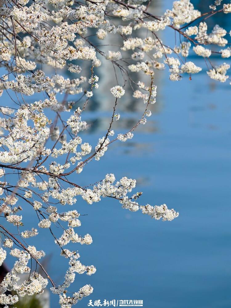 贵阳：莫道春来晚 赏花正当时