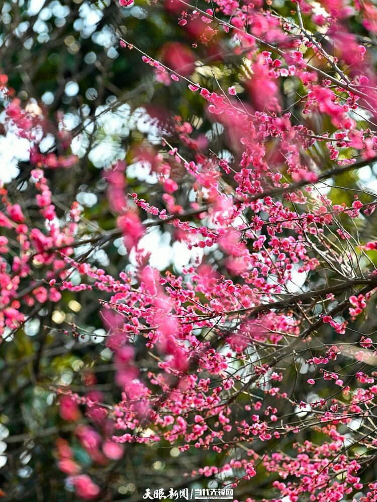 贵阳：莫道春来晚 赏花正当时