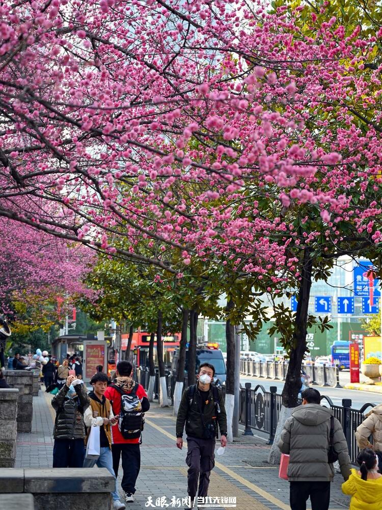 贵阳：莫道春来晚 赏花正当时