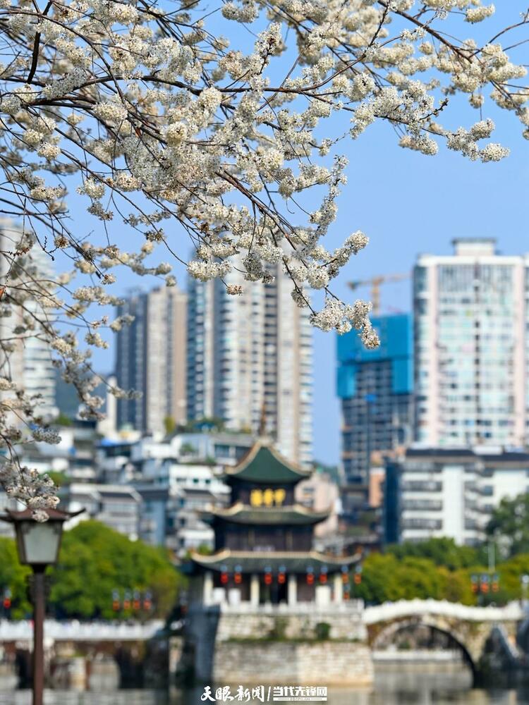 贵阳：莫道春来晚 赏花正当时