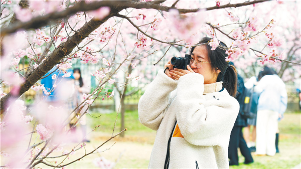 早樱初绽，即将迎来盛花期——  “武汉樱花”成踏青旅游搜索热词_fororder_01