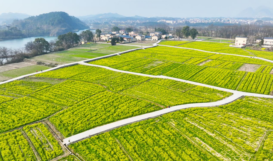 桂林灵川：油菜花开春意浓 踏青赏花正当时_fororder_图片9