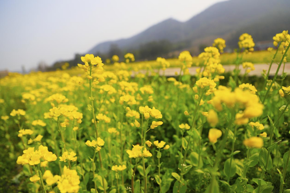 桂林灵川：油菜花开春意浓 踏青赏花正当时_fororder_图片13