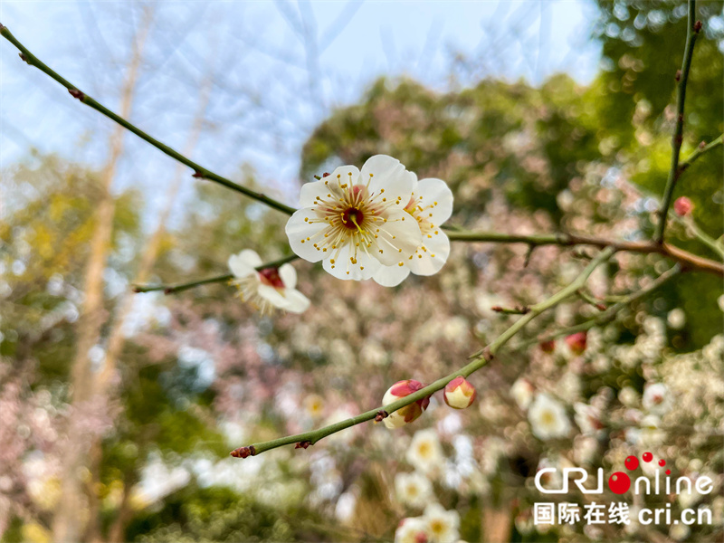 【春日“豫”新景】郑州：花开春意浓_fororder_花立枝头笑