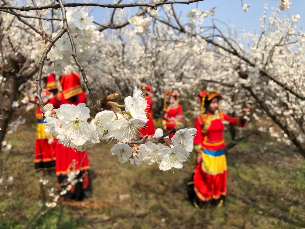 贵州毕节九洞天景区3万亩樱桃迎来盛花期_fororder_微信图片_20230301141112