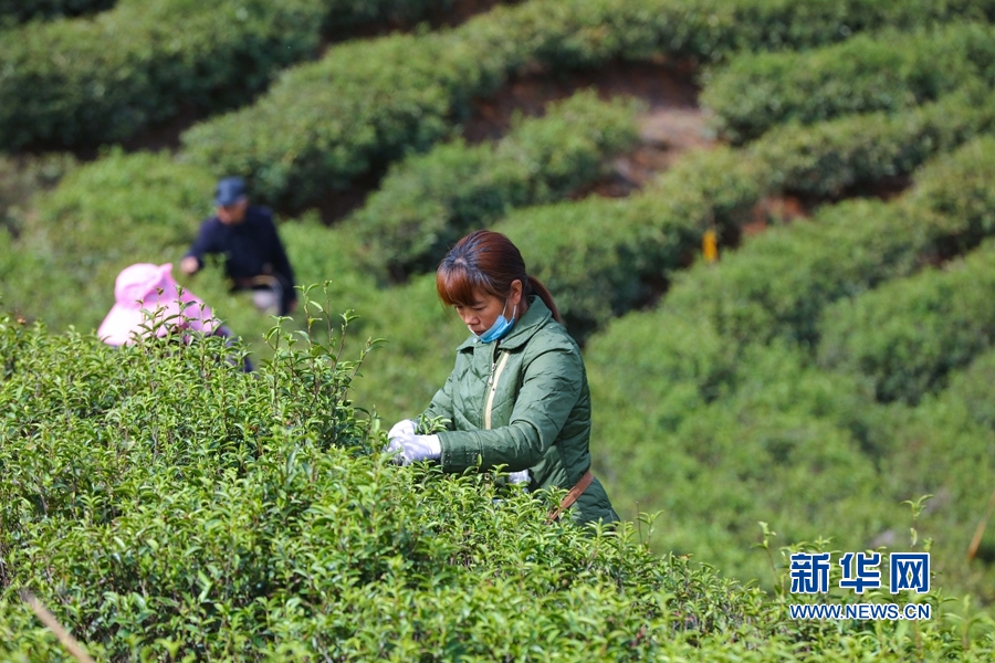 河南信阳：春到茶山采茶忙