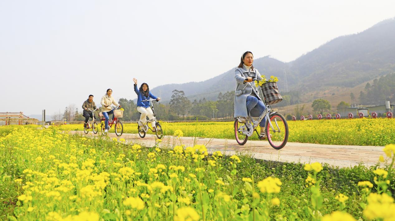 桂林灵川：油菜花开春意浓 踏青赏花正当时_fororder_图片11