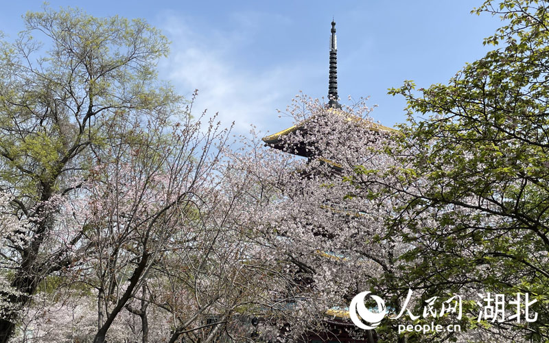 湖北武汉：人潮花海 不负春天