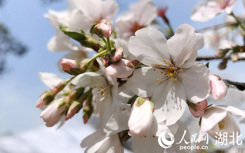 湖北武汉：人潮花海 不负春天