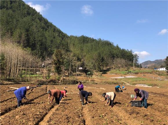 【区县联动】【云阳】云阳药材基地种植忙 山旮旯变“聚宝盆”拔穷根【区县联动　列表】重庆云阳县药材基地种植忙