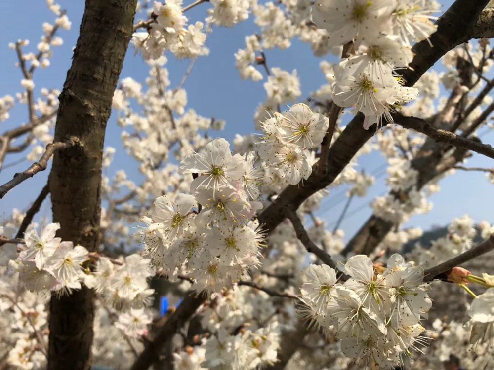 贵州毕节九洞天景区3万亩樱桃迎来盛花期_fororder_微信图片_20230301141100