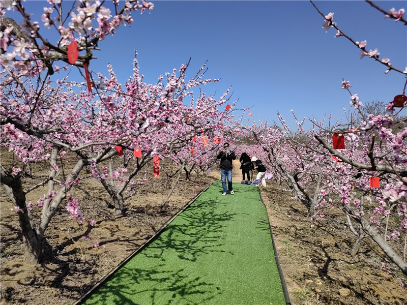 南阳桐柏：桃花源里惹人醉_fororder_桃花长廊 摄影 周黎娟