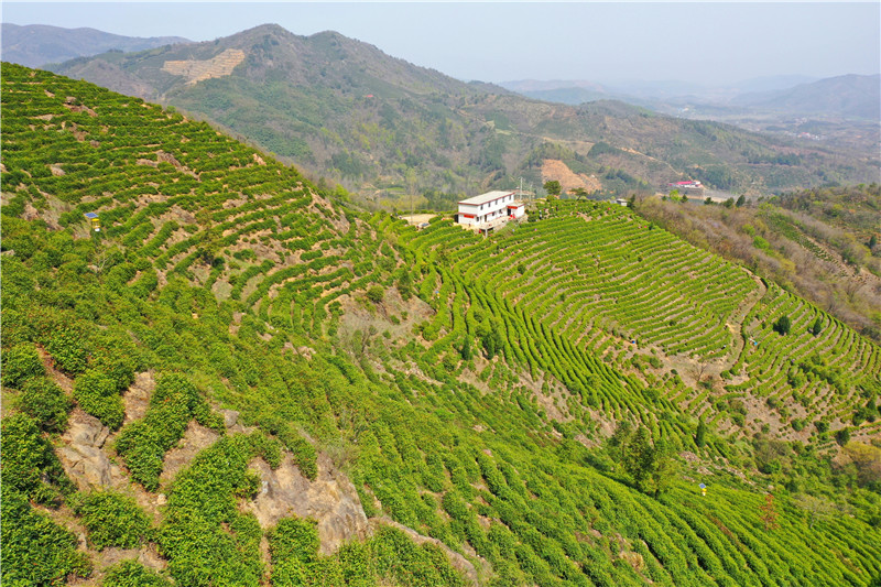 信阳市商城县：头茬高山茶抢“鲜”开摘_fororder_山间吐翠，一片绿油油的美景。.JPG