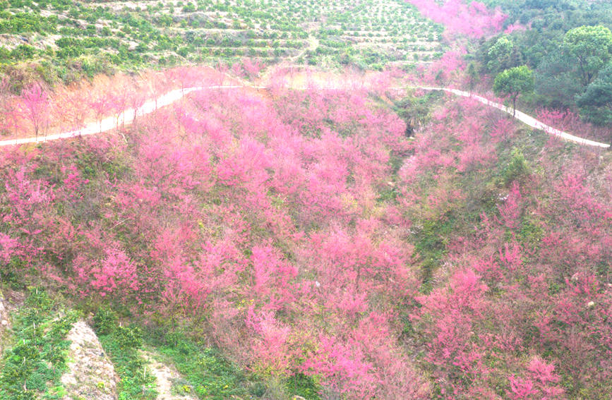 广西灵川：漫山樱花次第开