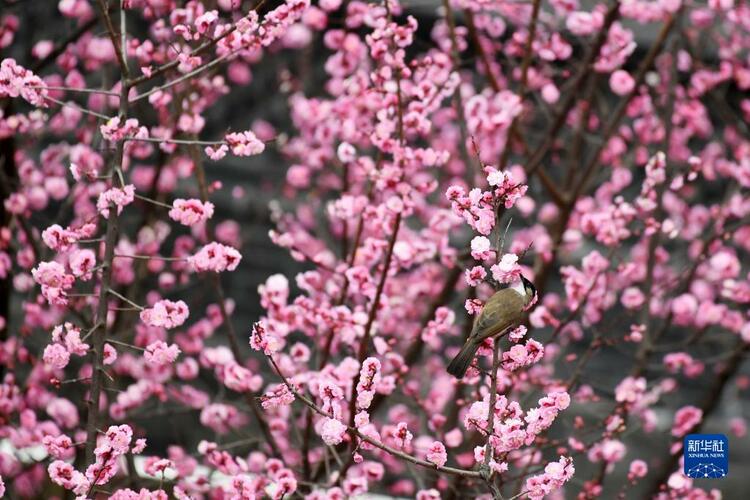 贵州：鸟语花香春光好