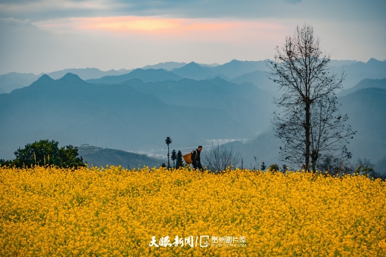 通往春天的路上 领略贵州最美风景线