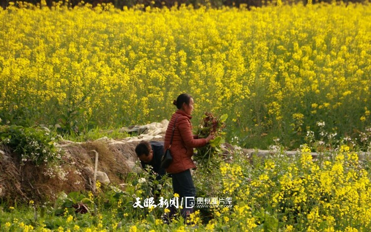 通往春天的路上 领略贵州最美风景线