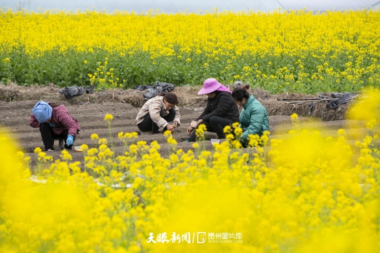 通往春天的路上 领略贵州最美风景线