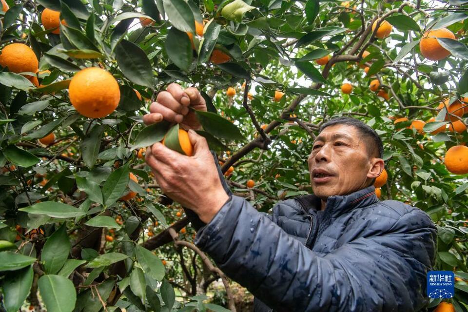 【城市远洋】“有诗有橙有远方”——“诗橙”奉节走出农文旅绿色蝶变新路