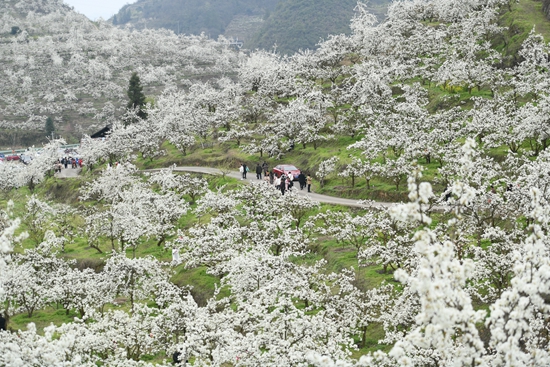 （供稿）贵州镇远：桃花梨花满山开 千亩花海迎客来_fororder_2023年3月26日，游客在镇远县柏杨坪生态农业观光园游览 （江春健 摄）.JPG