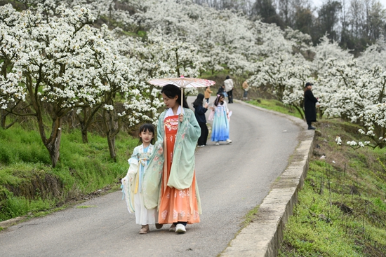 （供稿）贵州镇远：桃花梨花满山开 千亩花海迎客来_fororder_2023年3月26日，游客在镇远县柏杨坪生态农业观光园游览（江春健  摄）.JPG