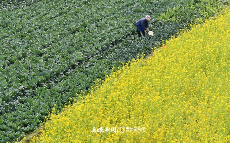 通往春天的路上 领略贵州最美风景线