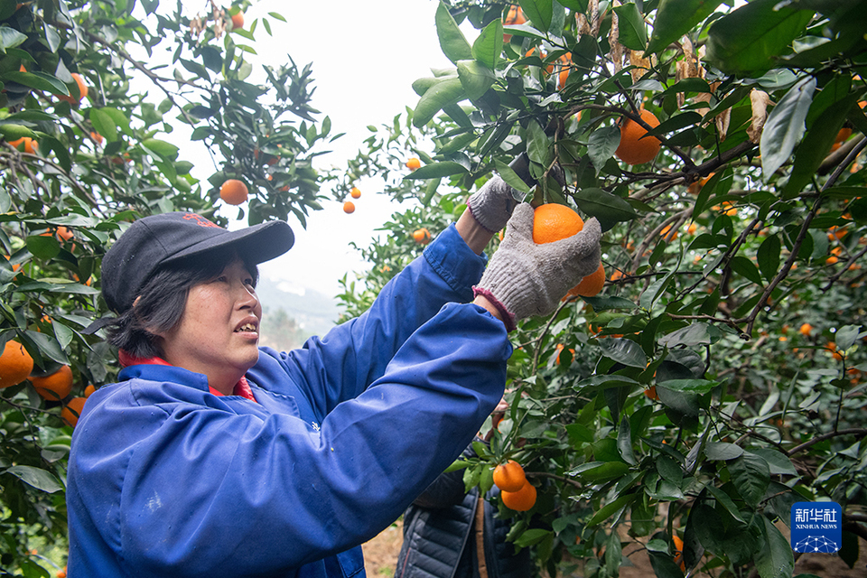 【城市远洋】“有诗有橙有远方”——“诗橙”奉节走出农文旅绿色蝶变新路