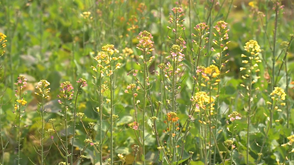 广西南宁：春日暖阳 彩色油菜花盛开