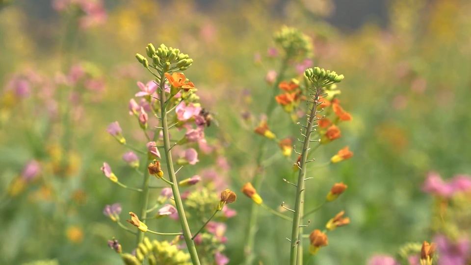 广西南宁：春日暖阳 彩色油菜花盛开