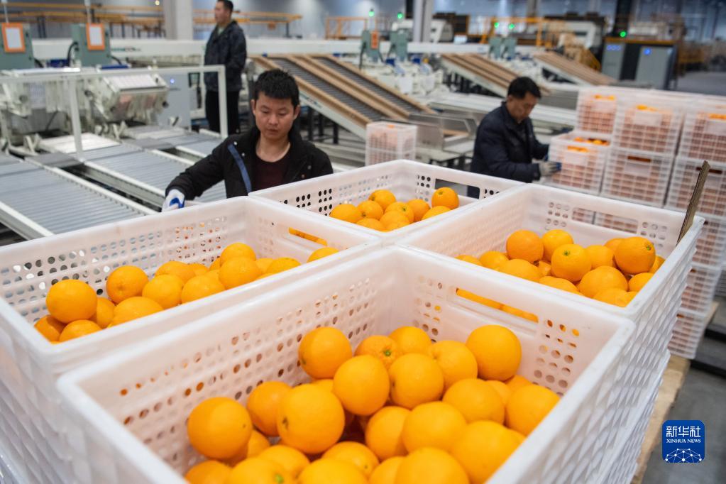 【城市远洋】“有诗有橙有远方”——“诗橙”奉节走出农文旅绿色蝶变新路