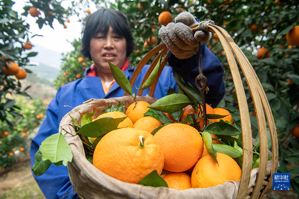 【城市远洋】“有诗有橙有远方”——“诗橙”奉节走出农文旅绿色蝶变新路