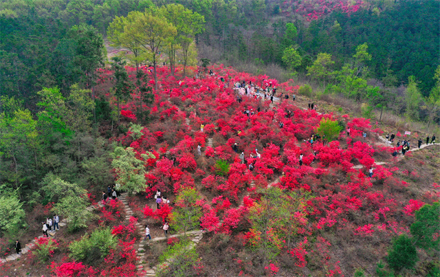 湖北京山市第二届杜鹃花节暨旅游推介活动开幕_fororder_图片2