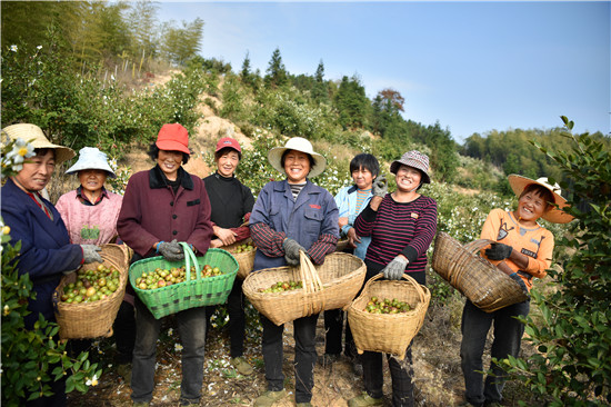 信阳市新县：发展油茶产业 助力乡村振兴_fororder_每年油茶籽收获时，村民们都会上山采摘油茶籽（焦汉平 摄）.JPG