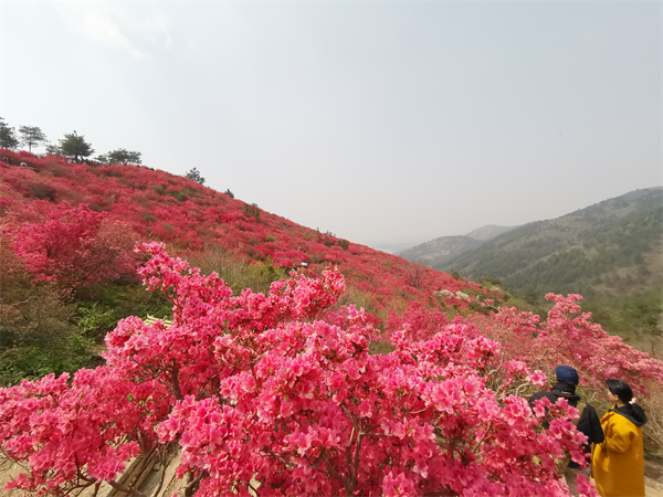 武汉黄陂云雾山杜鹃花开迎客来_fororder_图片4