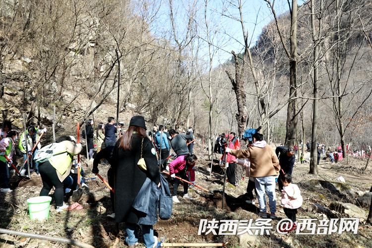 （转发）趁着周末植树去！400余名志愿者在西安翠华山下种下生态树