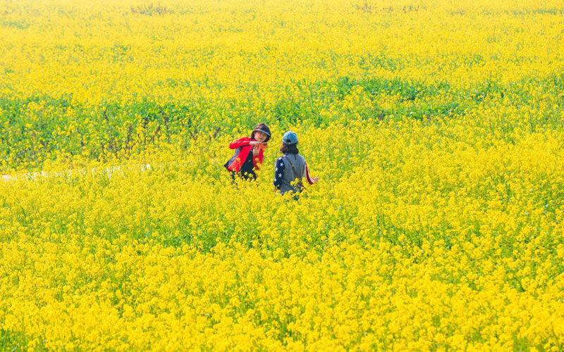 万亩花海绽放 第十届知音故里（武汉蔡甸）油菜花节开幕