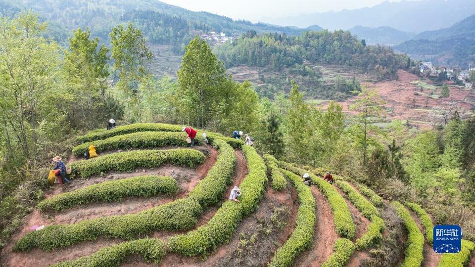 贵州：明前茶 采摘忙