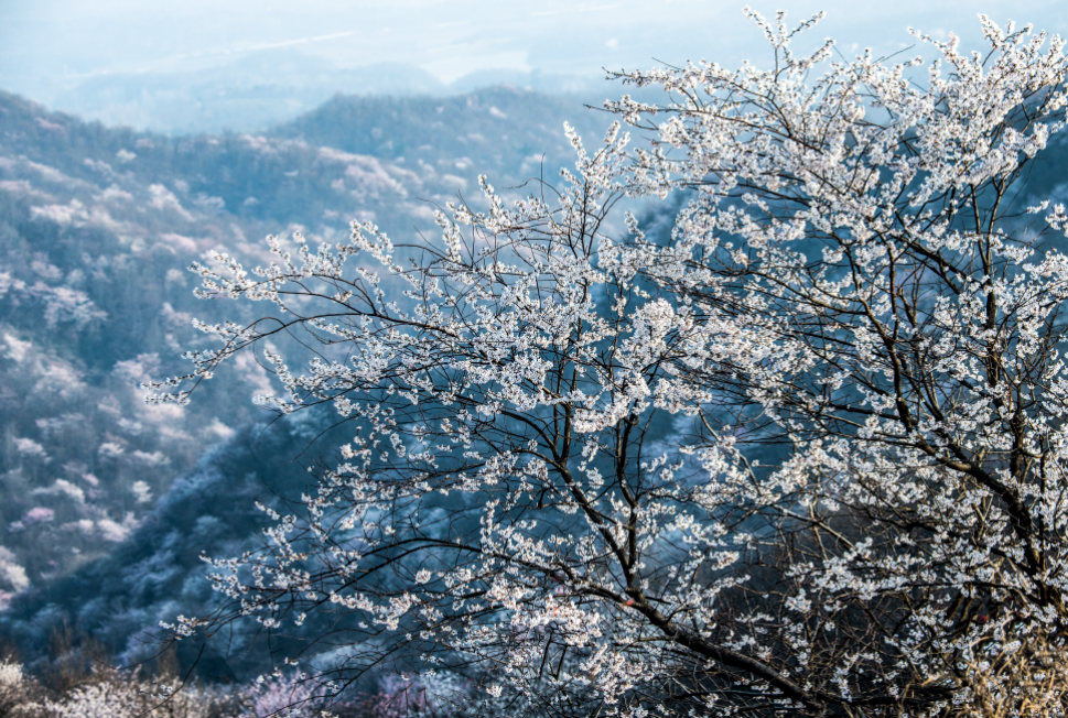 【春日“豫”新景】信阳新县：春日浪漫 “樱”你而来_fororder_樱花如雪，却比雪还美。（党智华 摄）