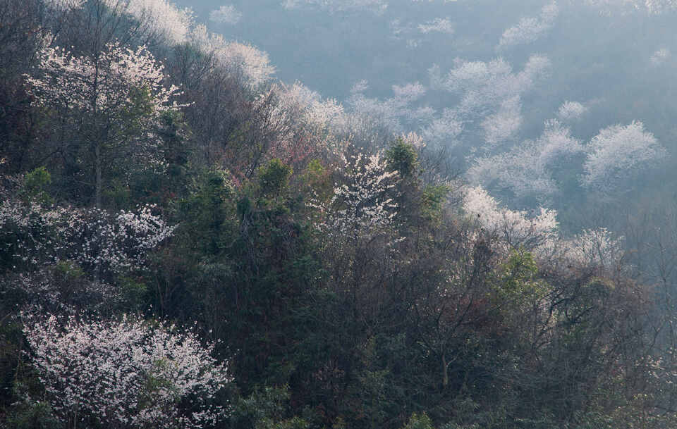 【春日“豫”新景】信阳新县：春日浪漫 “樱”你而来_fororder_樱花开灿如云霞 （蒋仑 摄）