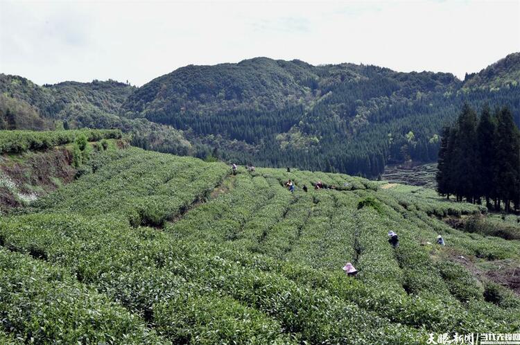 六盘水市水城区：一叶春茶绿 一业乡村兴