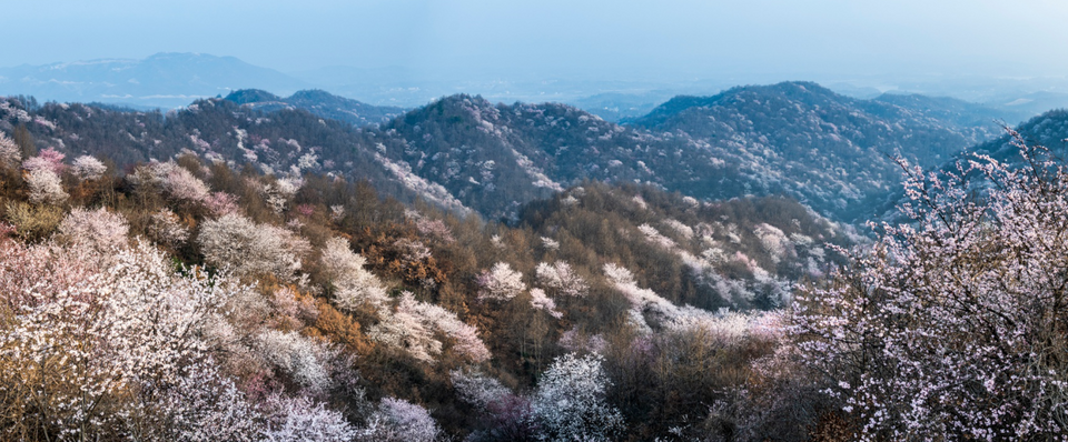 【春日“豫”新景】信阳新县：春日浪漫 “樱”你而来_fororder_野樱花盛放如十里锦绣 （党智华 摄）