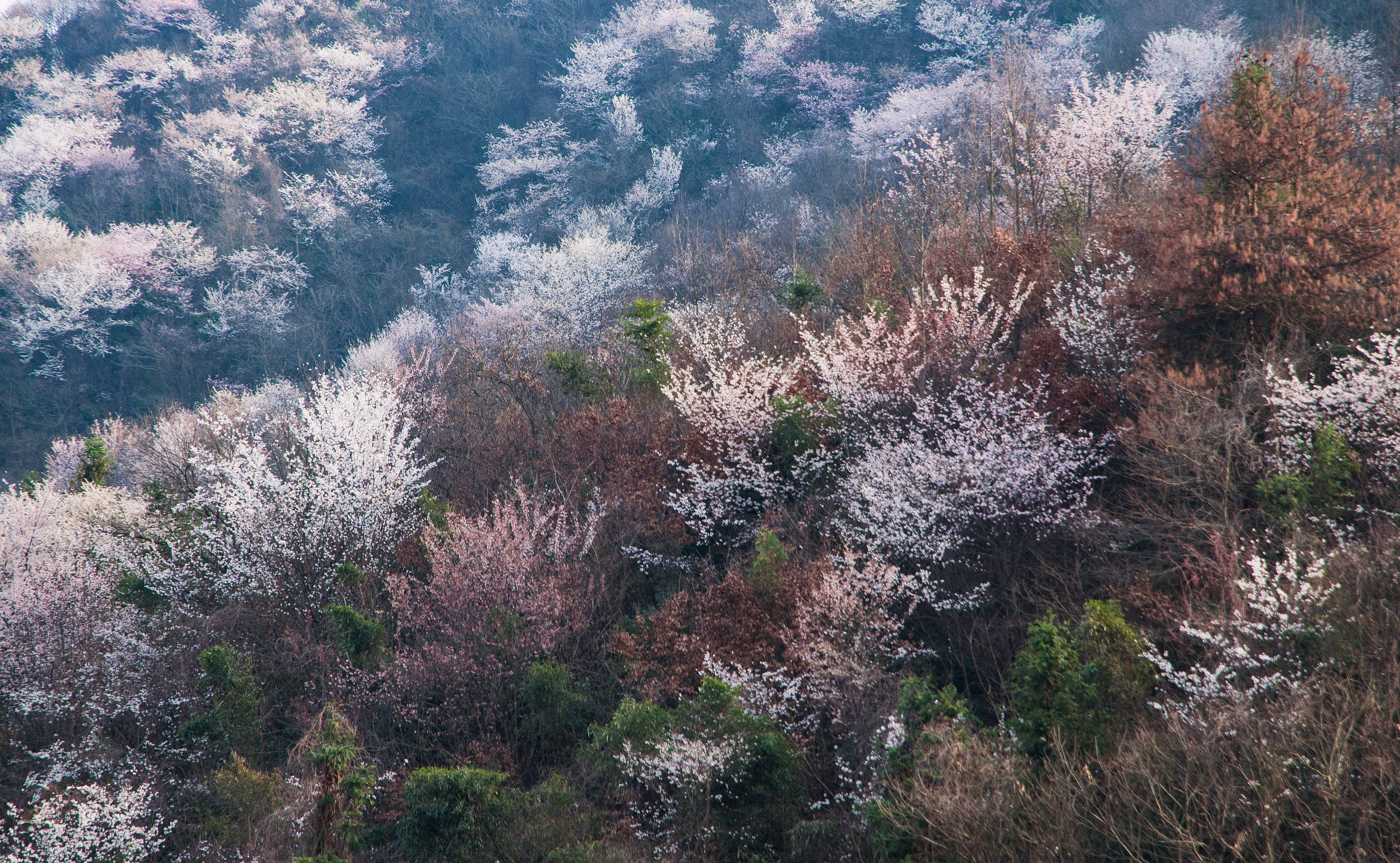 【春日“豫”新景】信阳新县：春日浪漫 “樱”你而来_fororder_在温暖的春风里，看一场浪漫樱花。（蒋仑 摄）