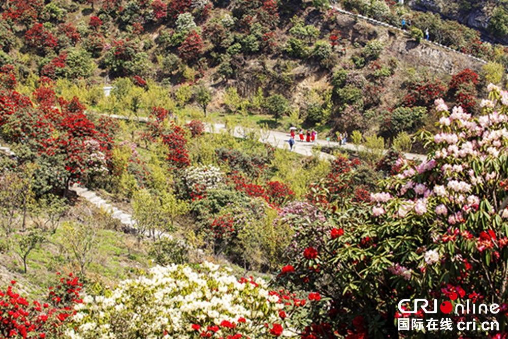 贵州钟山十里杜鹃景区杜鹃花盛开 邀游客共赴“花约”_fororder_微信图片_20230403150133