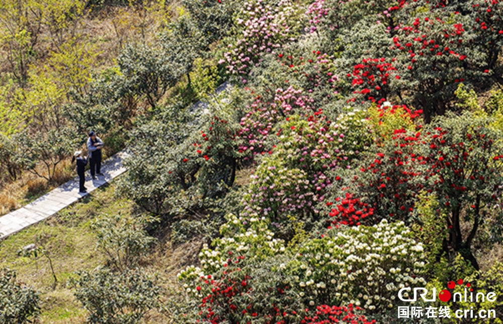 贵州钟山十里杜鹃景区杜鹃花盛开 邀游客共赴“花约”_fororder_微信图片_20230403150149