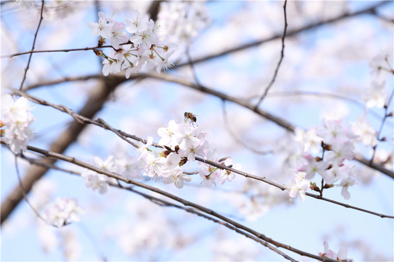 【春日“豫”新景】信阳市浉河区：贤岭携春风 樱花醉游人_fororder_蜂戏花蕊中.JPG