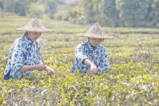 广西苍梧县：春意盎然采茶忙