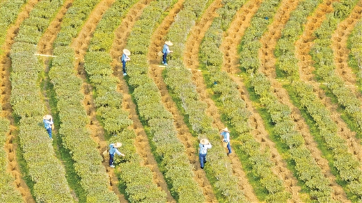 广西苍梧县：春意盎然采茶忙