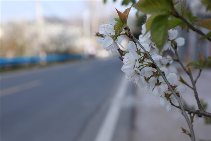 【春日“豫”新景】信阳市浉河区：贤岭携春风 樱花醉游人_fororder_春至，樱缨关不住.JPG