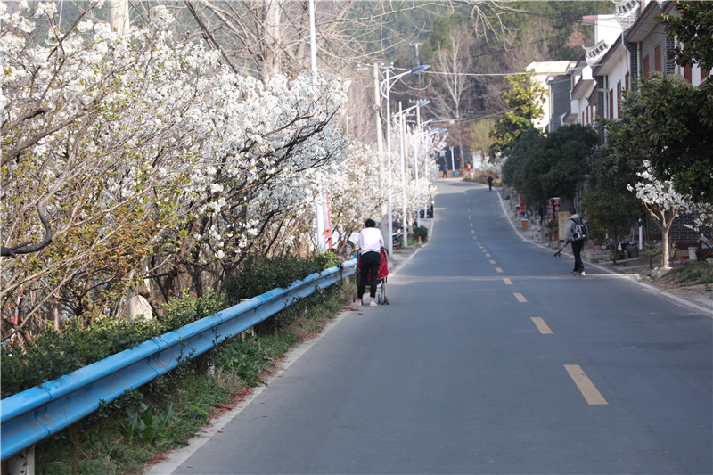 【春日“豫”新景】信阳市浉河区：贤岭携春风 樱花醉游人_fororder_贤山街道办事处旁边的主路已然成为了“樱花大道”.JPG