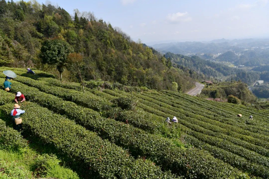 贵州湄潭云贵山：“绿叶子”富一方百姓 以茶致富助力乡村振兴_fororder_湄潭3